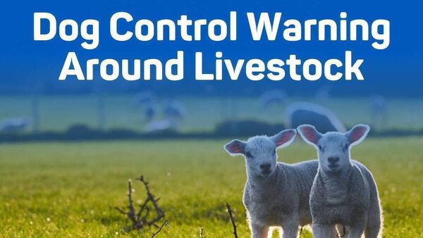 ISPCA issues dog control warning as lambing season begins