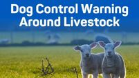 ISPCA issues dog control warning as lambing season begins