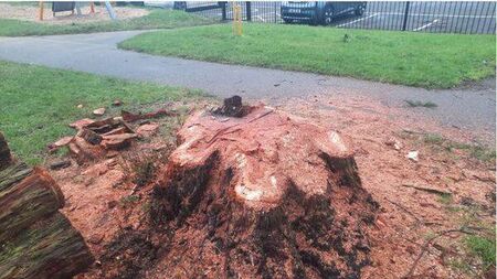 Illegally felled tree in Athy had an estimated value of €63,000