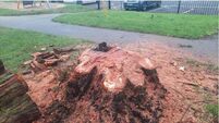 Illegally felled tree in Athy had an estimated value of €63,000 