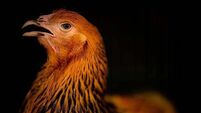 Restrictions to stop spread of avian flu introduced in Northern Ireland