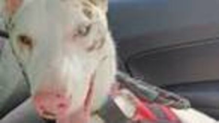 Lurcher Larry shows every dog has his day