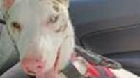 Lurcher Larry shows every dog has his day