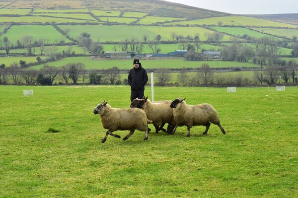 Paudio Cronin and his dog Jess keeping the sheep on the move at the sheep dog final at Raheenkyle Cross, Borris