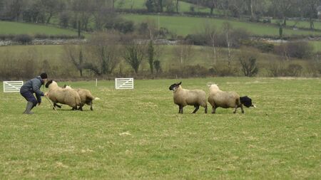 Carlow sheepdog trials were a joy to behold