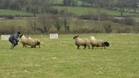 Carlow sheepdog trials were a joy to behold