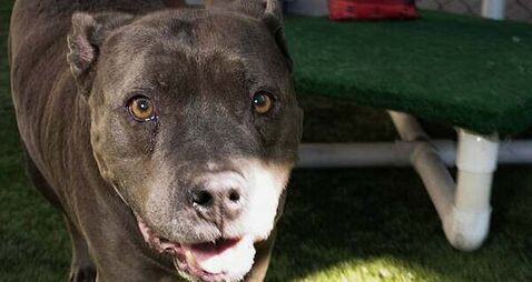 Robber set his 'ferocious' pitbull dog on victim, court hears