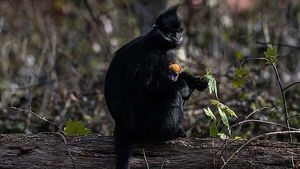 Endangered monkey born at Fota Wildlife Park Endangered monkey born at Fota Wildlife Park
