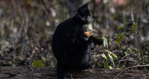 Endangered monkey born at Fota Wildlife Park