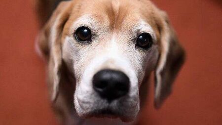 Man died from infection which he probably got from his dog licking him, inquest told