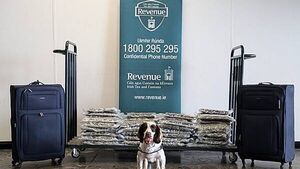 Cannabis valued at €800,000 seized at Shannon Airport