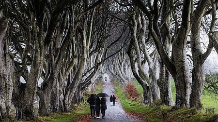 Trees made famous by Game Of Thrones ‘coming to end of their natural lives’