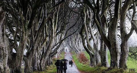 Trees made famous by Game Of Thrones ‘coming to end of their natural lives’