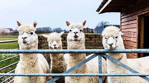 Farmer brings alpaca therapy to nursing homes and schools Farmer brings alpaca therapy to nursing homes and schools