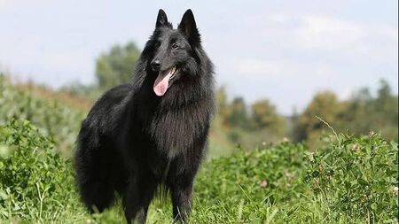 Two unrestrained dogs attack sisters