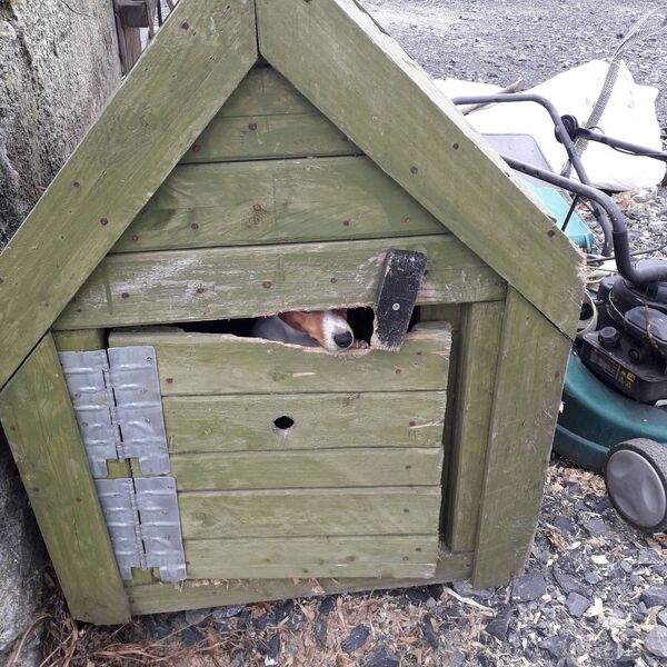 One of the dogs found living in poor conditions One of the dogs found living in poor conditions
