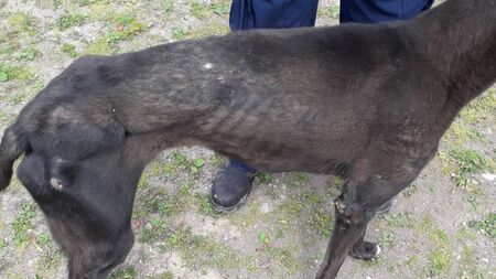 Four-month sentence for animal cruelty upheld on appeal