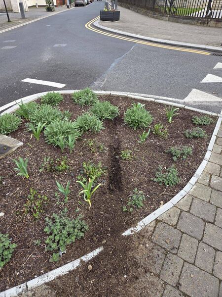 Flower beds destroyed in Carlow town Flower beds destroyed in Carlow town
