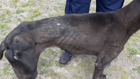 Four-month sentence for animal welfare offences upheld on appeal