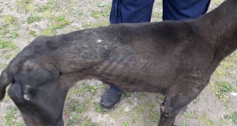 Four-month sentence for animal welfare offences upheld on appeal