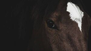 NYC-based building tycoon to invest €10m in Kildare stud farm NYC-based building tycoon to invest €10m in Kildare stud farm