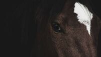 NYC-based building tycoon to invest €10m in Kildare stud farm