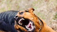 Lambs savaged to death in dog attack