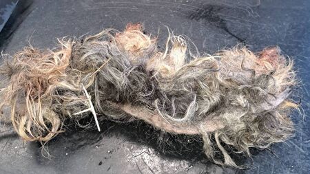 Carlow woman gets lifetime ban from owning dogs after ‘pure neglect’ case