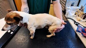 'Pure neglect': Carlow woman receives lifetime ban from owning dogs 'Pure neglect': Carlow woman receives lifetime ban from owning dogs