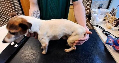 'Pure neglect': Carlow woman receives lifetime ban from owning dogs