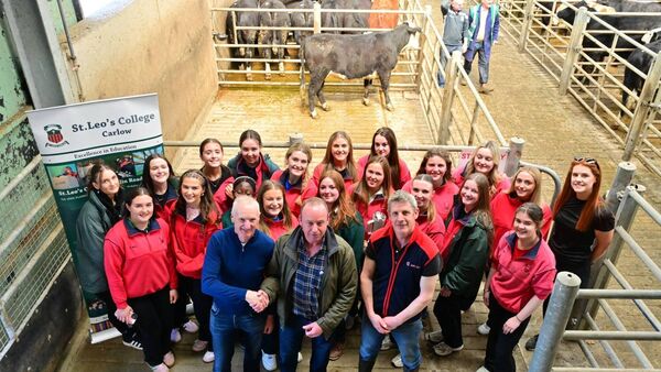 College calf Winnie makes €2,000 for local charities at mart sale
