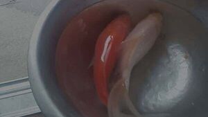 Meath family's goldfish survived in a barrel of water for over 20 years Meath family's goldfish survived in a barrel of water for over 20 years