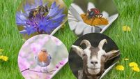 Goats go on tour of Co Carlow to turn lawns into lunch 