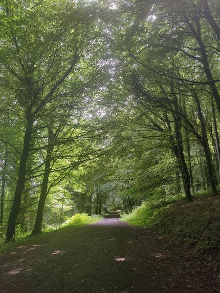 Clogrennan Forest Clogrennan Forest