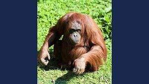 Dublin Zoo announces death of orangutan Leonie who lived at the zoo for over 40 years Dublin Zoo announces death of orangutan Leonie who lived at the zoo for over 40 years