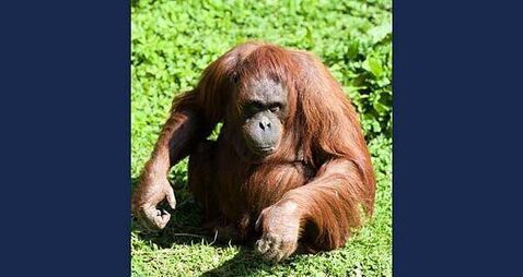 Dublin Zoo announces death of orangutan Leonie who lived at the zoo for over 40 years