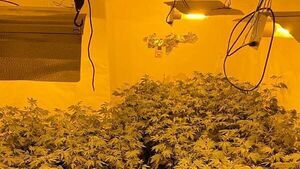 Man arrested after €432k in cannabis plants seized at growhouses in Ballinasloe and Athlone Man arrested after €432k in cannabis plants seized at growhouses in Ballinasloe and Athlone