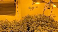 Man arrested after €432k in cannabis plants seized at growhouses in Ballinasloe and Athlone