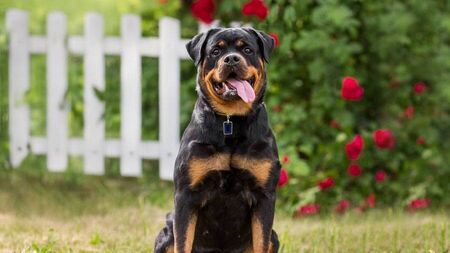Rottweiler owner found not guilty after woman was attacked and bitten by a dog
