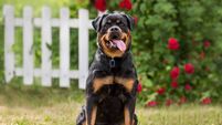 Rottweiler owner found not guilty after woman was attacked and bitten by a dog 