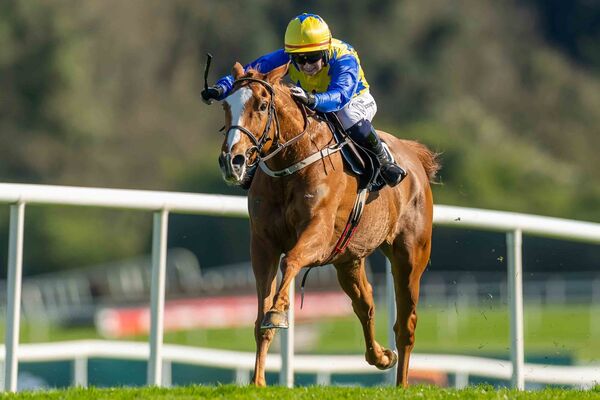 Jody Townend on Bambino Fever wins The Race & Stay At Punchestown Champion I-H. Flat Race (Grade 1) Jody Townend on Bambino Fever wins The Race & Stay At Punchestown Champion I-H. Flat Race (Grade 1)