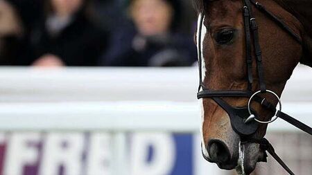 Man who took racehorse is 'perilously' close to being jailed if he does not return it