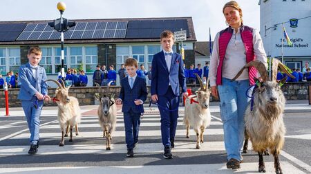 No kidding: goats on tour enjoy the green, green grass of home