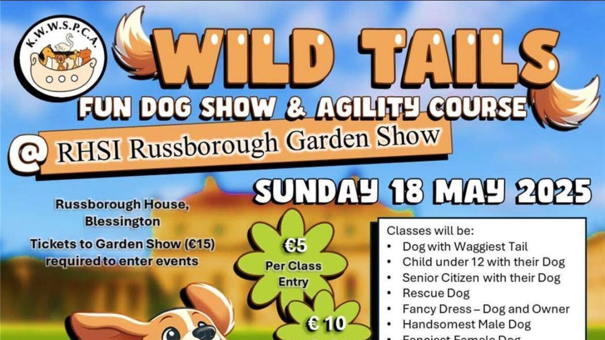 Kildare Rescue Tails: Dog agility course taking place this weekend