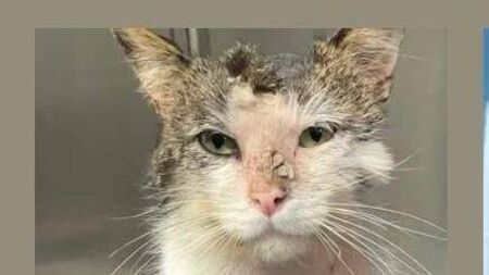 Cat doused in petrol recovering