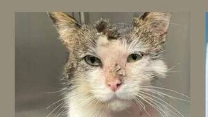 Cat doused in petrol recovering Cat doused in petrol recovering