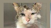 Cat doused in petrol recovering