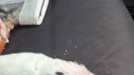 One puppy survives after litter was dumped in Carlow woodlands