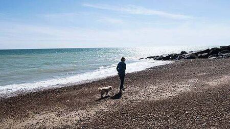 Animal charity issues warning to dog owners as temperatures soar