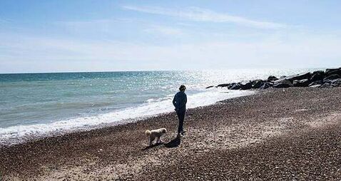 Animal charity issues warning to dog owners as temperatures soar